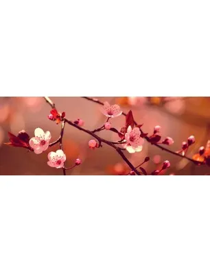 Glas Küchenrückwand 6 mm ESG Motive KRWM-0026