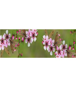 Glas Küchenrückwand 6 mm ESG Motive KRWM-0245