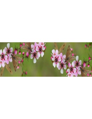 Glas Küchenrückwand 6 mm ESG Motive KRWM-0245