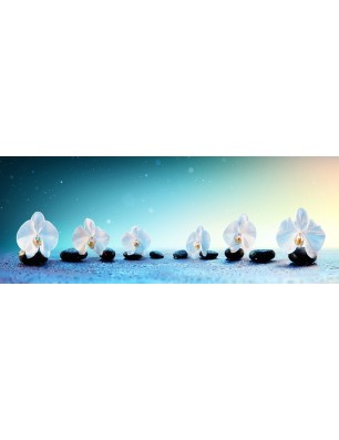 Glas Küchenrückwand 6 mm ESG Motive KRWM-0297