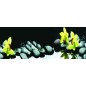 Glas Küchenrückwand 6 mm ESG Motive KRWM-0300 Glas Küchenrückwand 6 mm ESG Motive KRWM-0300