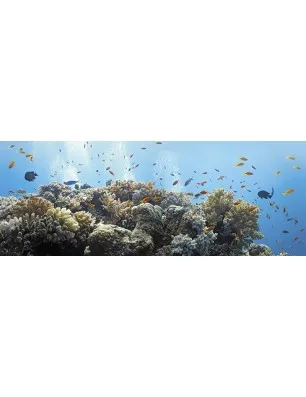 Glas Küchenrückwand 6 mm ESG Motive KRWM-0346