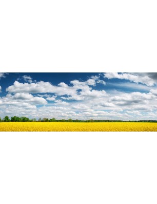 Glas Küchenrückwand 6 mm ESG Motive KRWM-0419