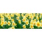 Glas Küchenrückwand 6 mm ESG Motive KRWM-0443 Glas Küchenrückwand 6 mm ESG Motive KRWM-0443