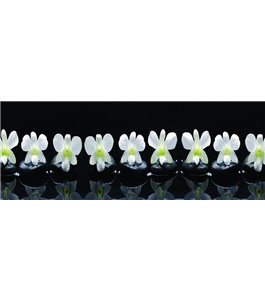 Glas Küchenrückwand 6 mm ESG Motive KRWM-0503