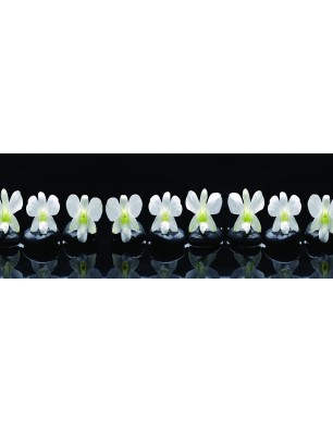 Glas Küchenrückwand 6 mm ESG Motive KRWM-0503
