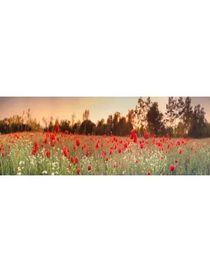 Glas Küchenrückwand 6 mm ESG Motive KRWM-0520