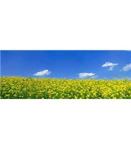 Glas Küchenrückwand 6 mm ESG Motive KRWM-0530