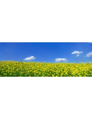 Glas Küchenrückwand 6 mm ESG Motive KRWM-0530