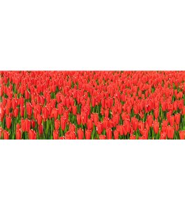 Glas Küchenrückwand 6 mm ESG Motive KRWM-0595