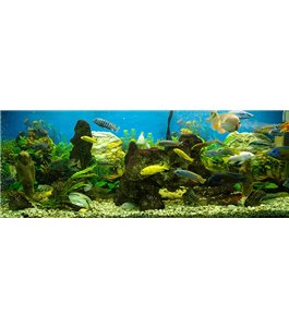Glas Küchenrückwand 6 mm ESG Motive KRWM-0624