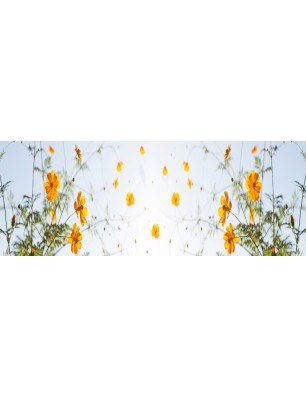 Glas Küchenrückwand 6 mm ESG Motive KRWM-0629