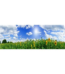 Glas Küchenrückwand 6 mm ESG Motive KRWM-0762