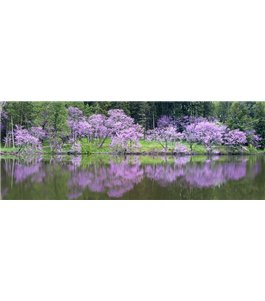 Glas Küchenrückwand 6 mm ESG Motive KRWM-0807