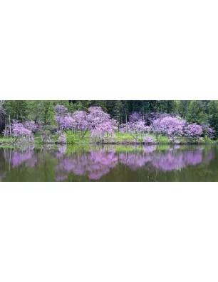 Glas Küchenrückwand 6 mm ESG Motive KRWM-0807