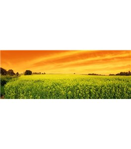Glas Küchenrückwand 6 mm ESG Motive KRWM-0905