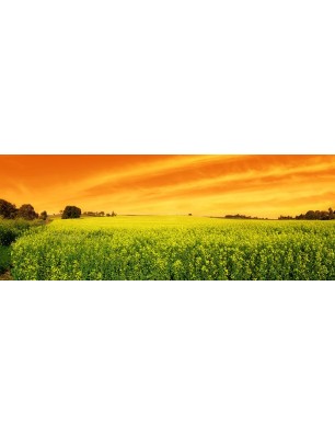 Glas Küchenrückwand 6 mm ESG Motive KRWM-0905