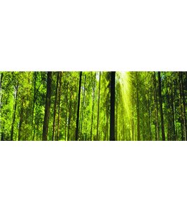 Glas Küchenrückwand 6 mm ESG Motive KRWM-0944