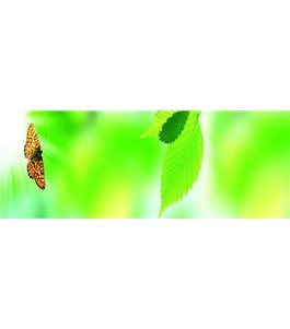 Glas Küchenrückwand 6 mm ESG Motive KRWM-0955