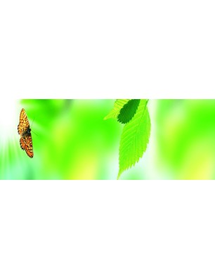 Glas Küchenrückwand 6 mm ESG Motive KRWM-0955