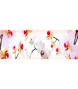 Glas Küchenrückwand 6 mm ESG Motive KRWM-0964