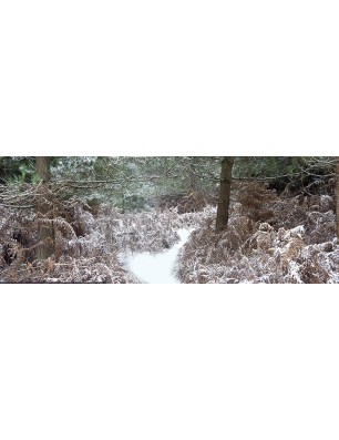 Glas Küchenrückwand 6 mm ESG Motive KRWM-0965