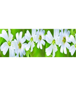 Glas Küchenrückwand 6 mm ESG Motive KRWM-0966