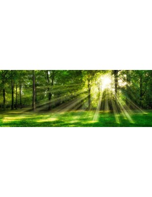 Glas Küchenrückwand 6 mm ESG Motive KRWM-0974