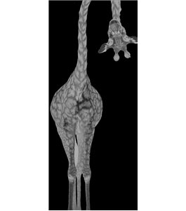 Ganzglastür Giraffenhals Gelasert Auf Klarglas