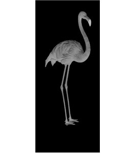 Ganzglastür Flamingo Gelasert Auf Klarglas