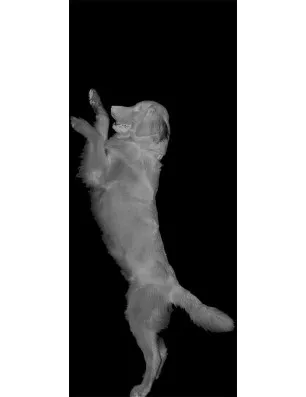 Ganzglastür Golden Gelasert Auf Klarglas