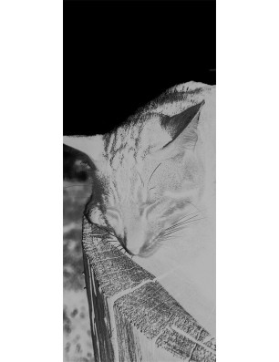 Ganzglastür Dreaming Kitty Gelasert Auf Klarglas