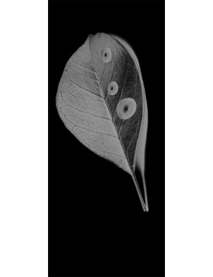 Ganzglastür Blatt Gelasert Auf Grauglas