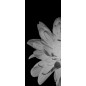 Ganzglastür Blume 2 Gelasert Auf Grauglas Ganzglastür Blume 2 Gelasert Auf Grauglas
