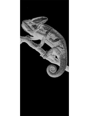 Ganzglastür Camelion II Gelasert Auf Grauglas