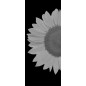 Ganzglastür Sonnenblume Gelasert Auf Grauglas Ganzglastür Sonnenblume Gelasert Auf Grauglas