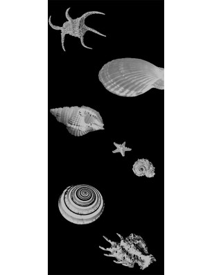 Ganzglastür Muscheln II Gelasert Auf Grauglas