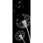 Ganzglastür Pusteblume Gelasert Auf Grauglas Ganzglastür Pusteblume Gelasert Auf Grauglas