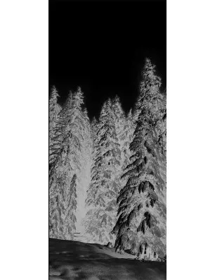 Pendeltür Winterwald Gelasert Auf Klarglas