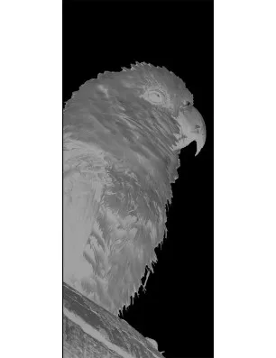 Pendeltür Sittich Gelasert Auf Klarglas