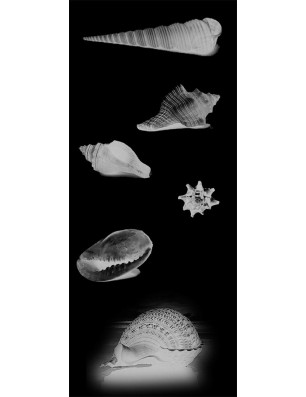 Pendeltür Muscheln III Gelasert Auf Grauglas