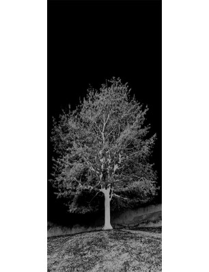 Glasschiebetür ECO-LINE Baum Gelasert Auf Klarglas