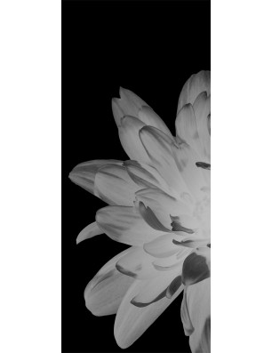 Glasschiebetür ECO-LINE Blume 2 Gelasert Auf Klarglas
