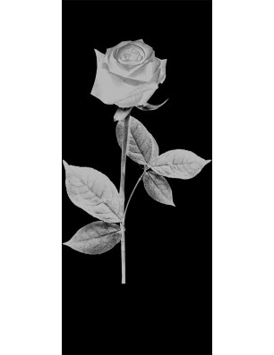 Glasschiebetür ECO-LINE Rose I Gelasert Auf Klarglas