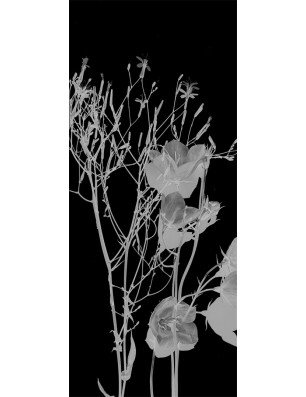 Glasschiebetür ECO-LINE Blume 7 Gelasert Auf Klarglas