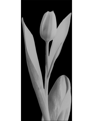 Glasschiebetür ECO-LINE Tulpe Gelasert Auf Klarglas