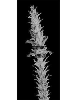 Glasschiebetür ECO-LINE Acantus Montanus Gelasert Auf Grauglas