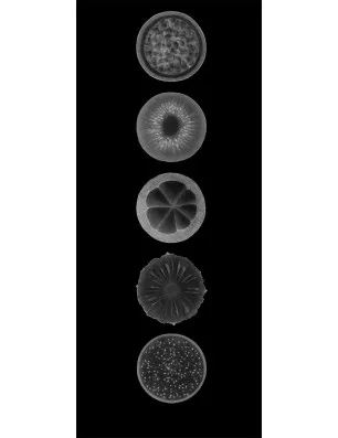 Glasschiebetür SLIM-LINE Fruits Gelasert Auf Klarglas