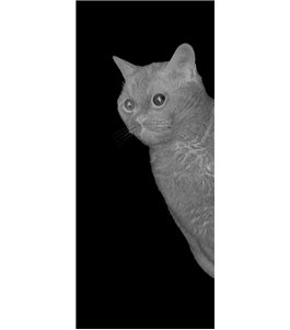 Glasschiebetür SLIM-LINE Cats Gelasert Auf Grauglas