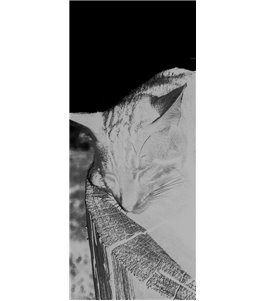 Glasschiebetür SLIM-LINE Dreaming Kitty Gelasert Auf Grauglas